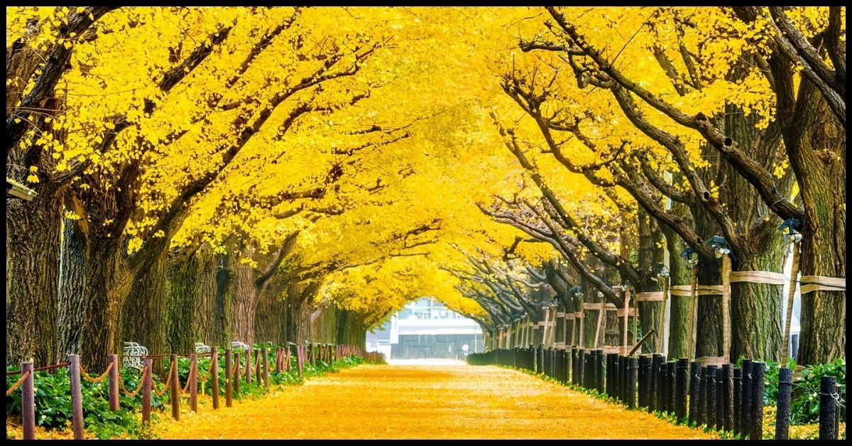 Yellow Spring Road